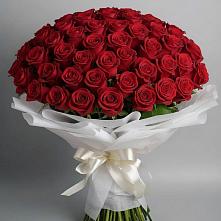 Букет 101 Красная роза Блэк Мэджик #REPLACE_PRED# Кудрово Ленинградская область