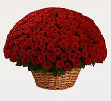 Премиум букет из: Розы в Кудрово Ленинградская область